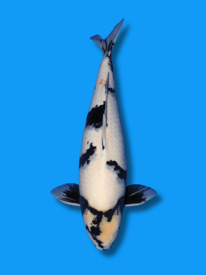 Shiro Utsuri | Koi&Co.